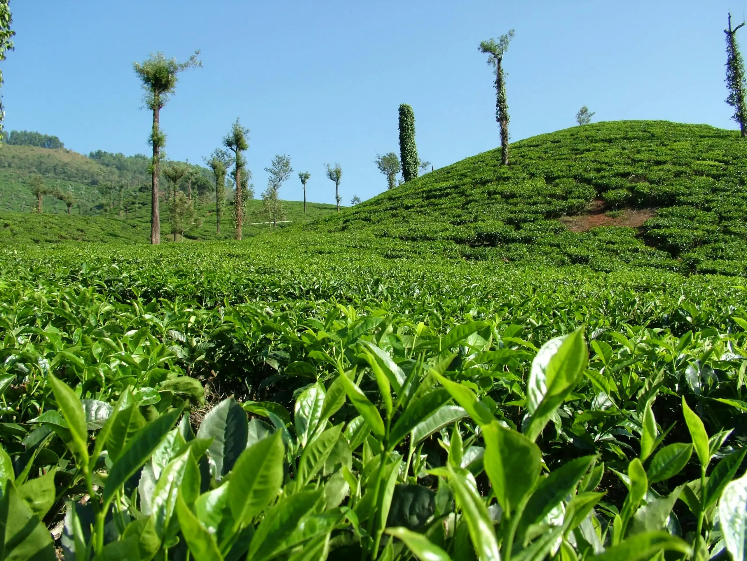 A tea estate from among the bushes - fresh two-leaves-and-a-bud in the foreground, hills and a clear sky behind