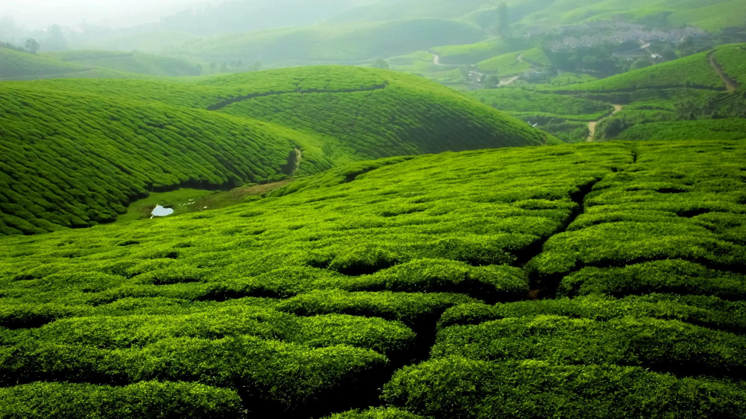 Tea garden slopes under soft light